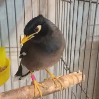 مرغ مینا قفسی