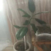 گل زیبا نیم سانت