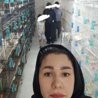 سالن طوطی نویان پاروت کوتوله عروس قناری کفتر