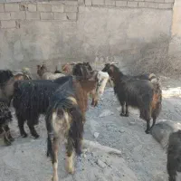 ۲۰راس بز جوان آبستن ۳راس زاییده|حیوانات مزرعه|اندیمشک, |دیوار