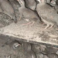 هفت ماهه کوهی پرورشی، امریکایی پاکستانی هلندی