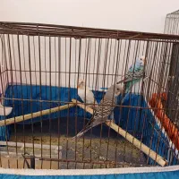 مرغ عشق و جوجه عروس هلندی 1 ماهه