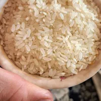 فروش برنج کامفیروزی به شرط