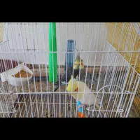 عروس هلندی طوطی|پرنده|مرند, |دیوار