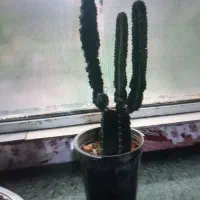 گل کاکتوس افوربیا