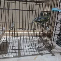 سهره نروماده