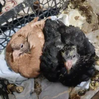 کفتر بوم تربت جام.