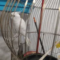 عروس هلندی سخنگو