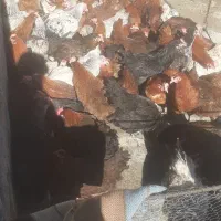 مرغ تخمگذار محلی گلپایگان