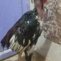 ماکیان و کروس