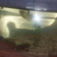 ماهی گورامی طلایی