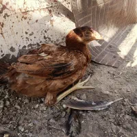 مرغ لاری اصل بخون|حیوانات مزرعه|زابل, |دیوار