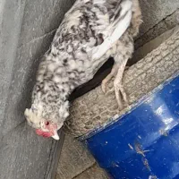 مرغ گلین ریشو چهل تاج