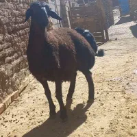 یک راس بره قوچ و سه راس بز وبزغاله فروشی