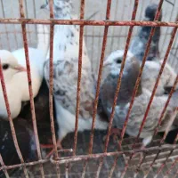 کبوتر پرشی قیمت عالی مرغ عشق