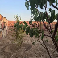 باغ و باغچه ۲۵۰ متری/سندتکبرگ/آب و برق