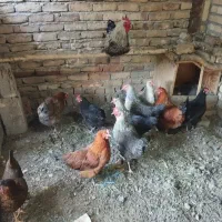 مرغ و خروس محلی