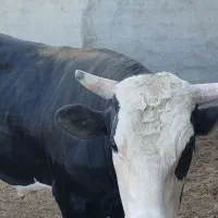 گوساله