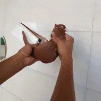 کبوتر