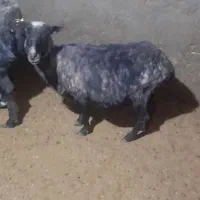 میش رومانوف