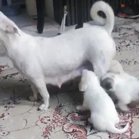 توله های زیبای جک راسل