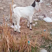 بز پاکستانی