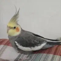گمشده