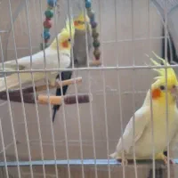 عروس هلندی ۲تانر یدونه ماده .چند کلمه حرف میزنن|پرنده|بروجرد, |دیوار