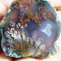 دو عدد اسلایس شجر فوق کلکسیونی پولیش خورده