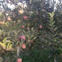 فروش سردرختی سیب
