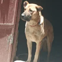 سگ دورگه
