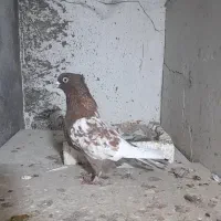 یک عدد سینه سرخ نر