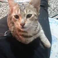 گربه کاملا اهلی وخونگی|گربه|گرگان, |دیوار