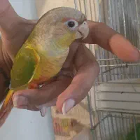 تازه دونخور