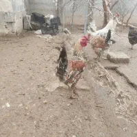 خروس گلین لری اصل