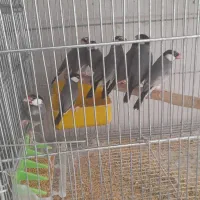 فروش تعدادی فنج نرگسی مولد سالن|پرنده|فولادشهر, مسکن مهر فولادشهر|دیوار