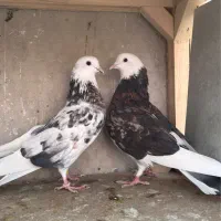 کبوتر بلند پرواز