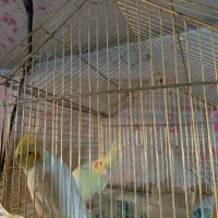 عروس جوان|پرنده|بزینه رود, |دیوار