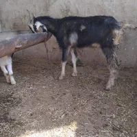 بز  جوان