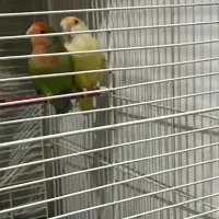 طوطی برزیلی