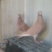 کفتر کبوتر زرد نوک گنده