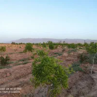 فردش آب و زمین کشاورزی چاه موسوی اول|فروش زمین و ملک کلنگی|خوسف, |دیوار