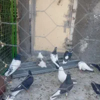 ۱۴عدد رنگی همه دوری زرنگ همه نر