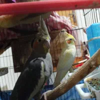 عروس هلندی سه عدد