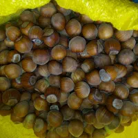 فندق تازه چین اشکورات