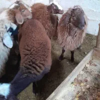 فروش بره نر  افشاری برای پرواری