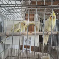 2 تا عروس هلندی نر ماده دستی و آوازخوان