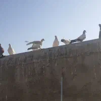 بوم کبوتر راعبی و تهرونی|پرنده|اصفهان, کردآباد|دیوار