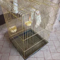 قفس بزرگ طلایی