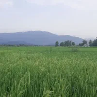 فروش زمین کشاورزی  فوری|فروش دفتر صنعتی، کشاورزی، تجاری|لاهیجان, لیالستان|دیوار